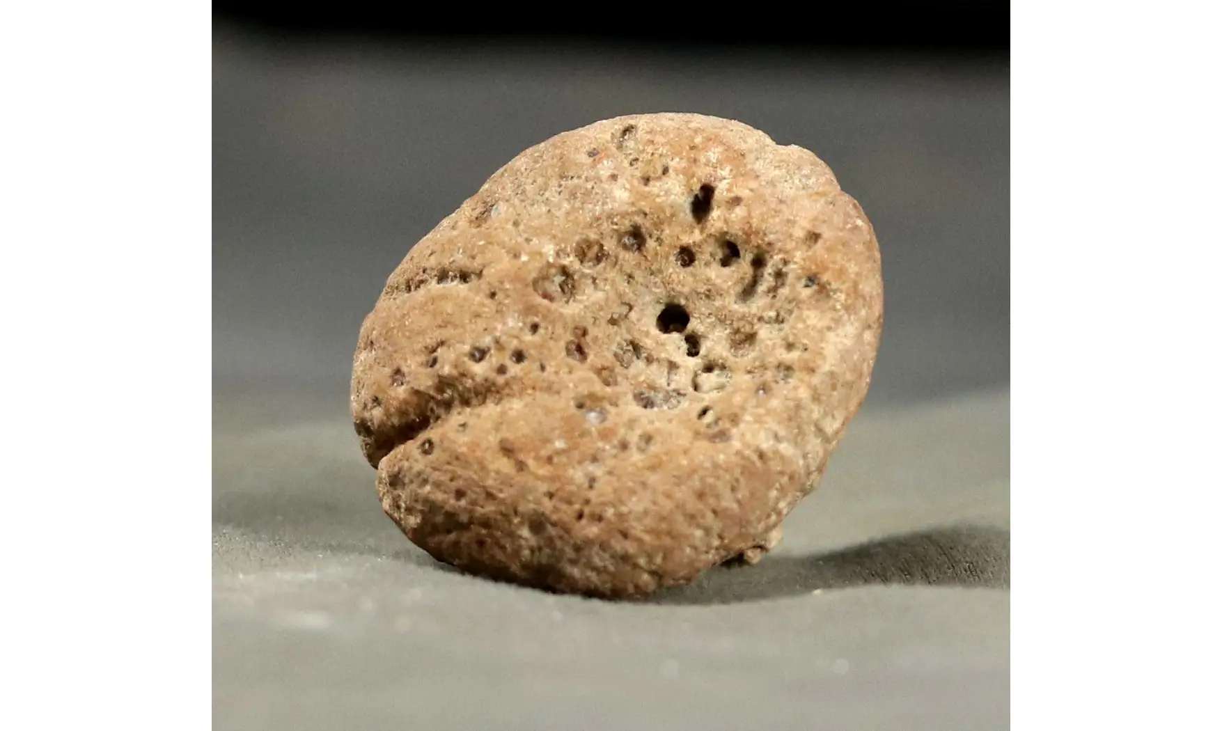 Rhysospongia cyathiformis