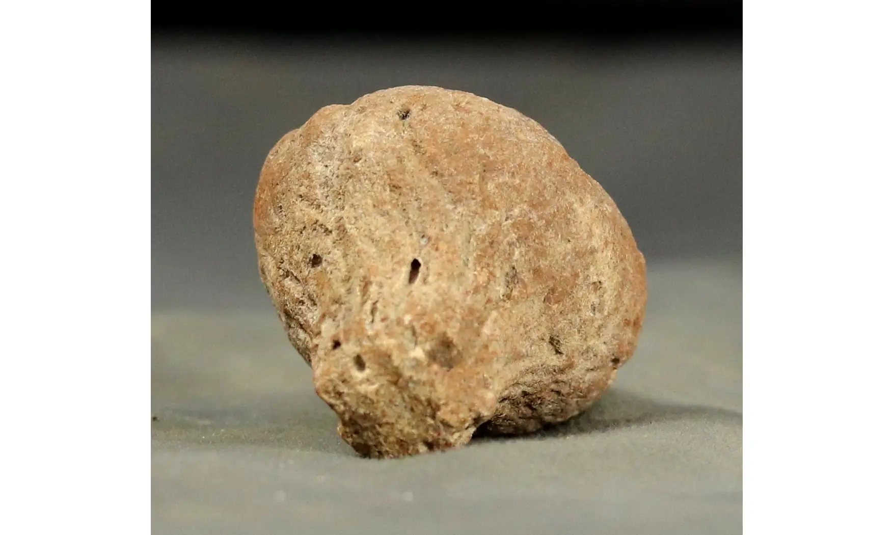 Rhysospongia cyathiformis