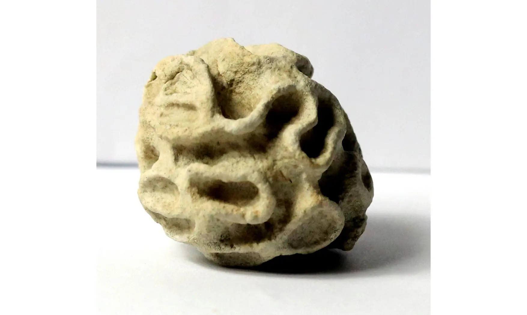Plocoscyphia meandrina