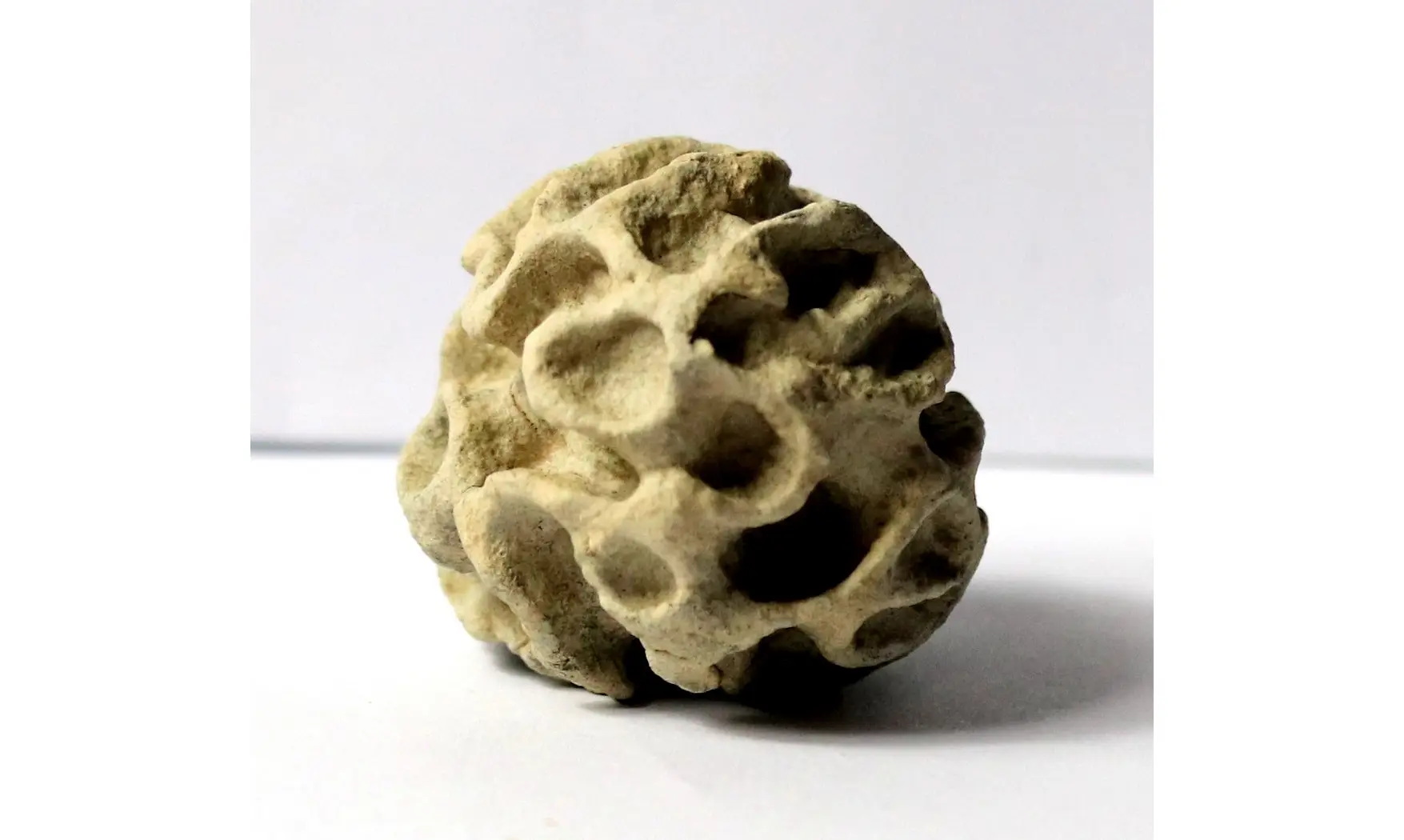 Plocoscyphia meandrina