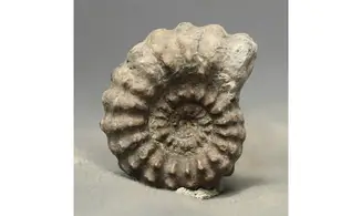 Lyelliceras lyelli