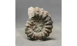 Lyelliceras lyelli