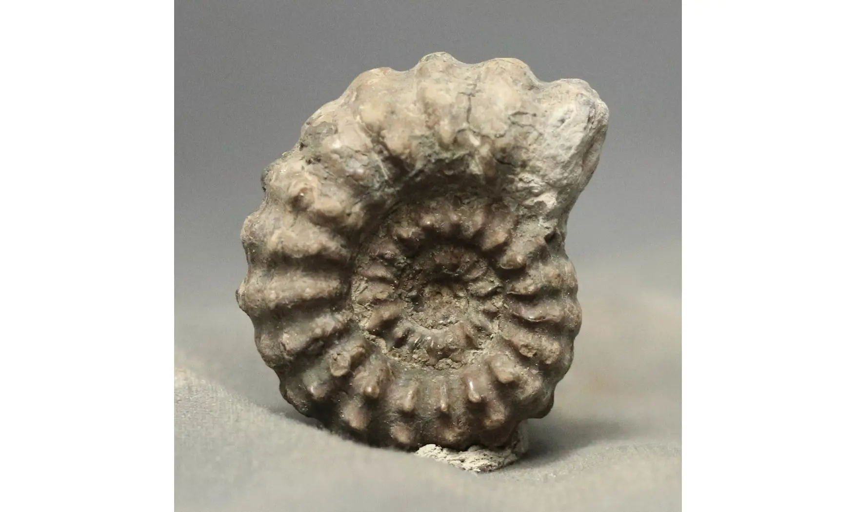 Lyelliceras lyelli