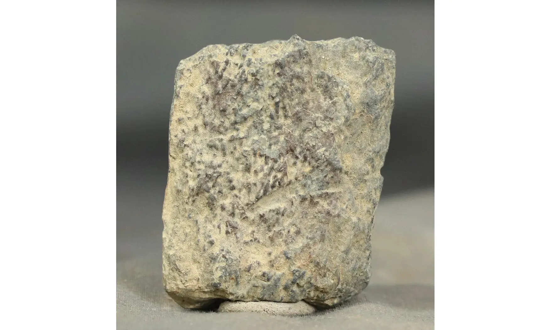Tomaculum problematicum