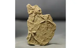 Asteriacites