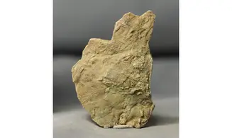 Asteriacites