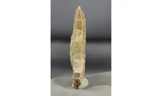 Asteriacites