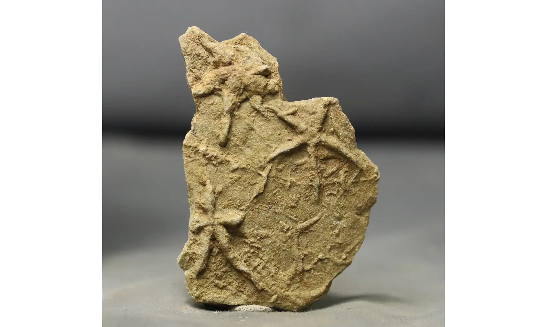 Asteriacites