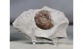 Pleydellia lugdunensis