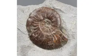Pleydellia lugdunensis