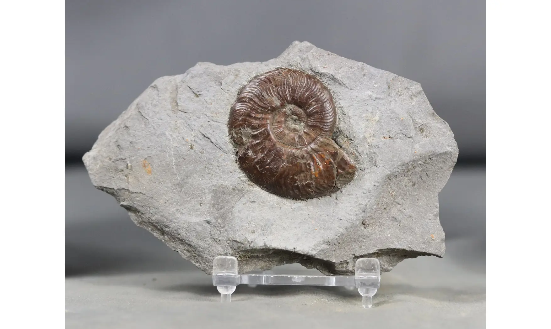Pleydellia lugdunensis