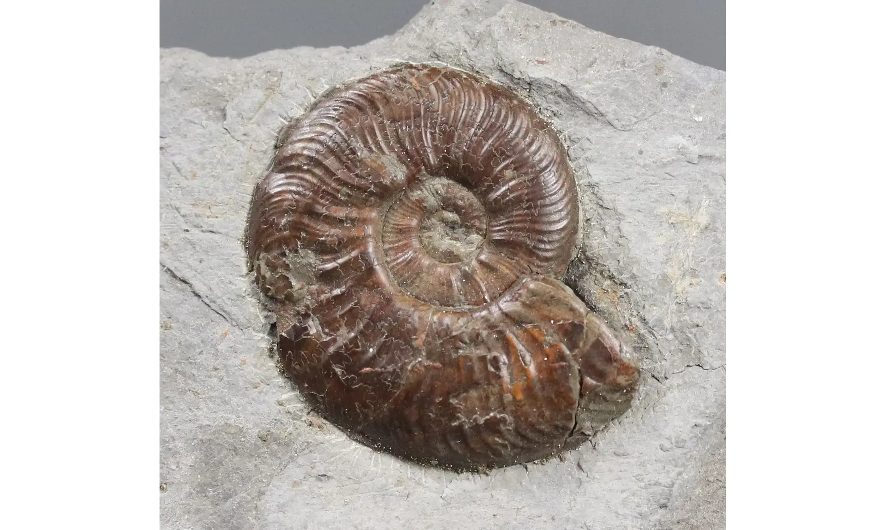 Pleydellia lugdunensis