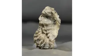 Lopha (Actinostreon) marshi