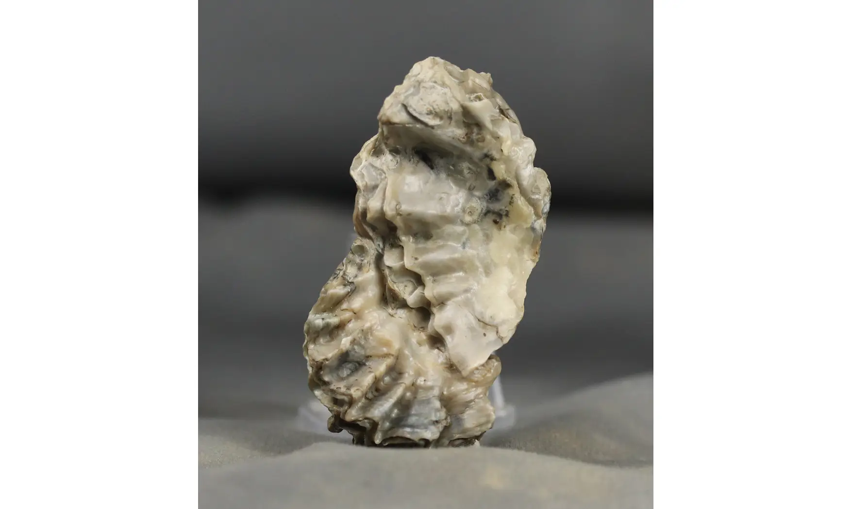 Lopha (Actinostreon) marshi