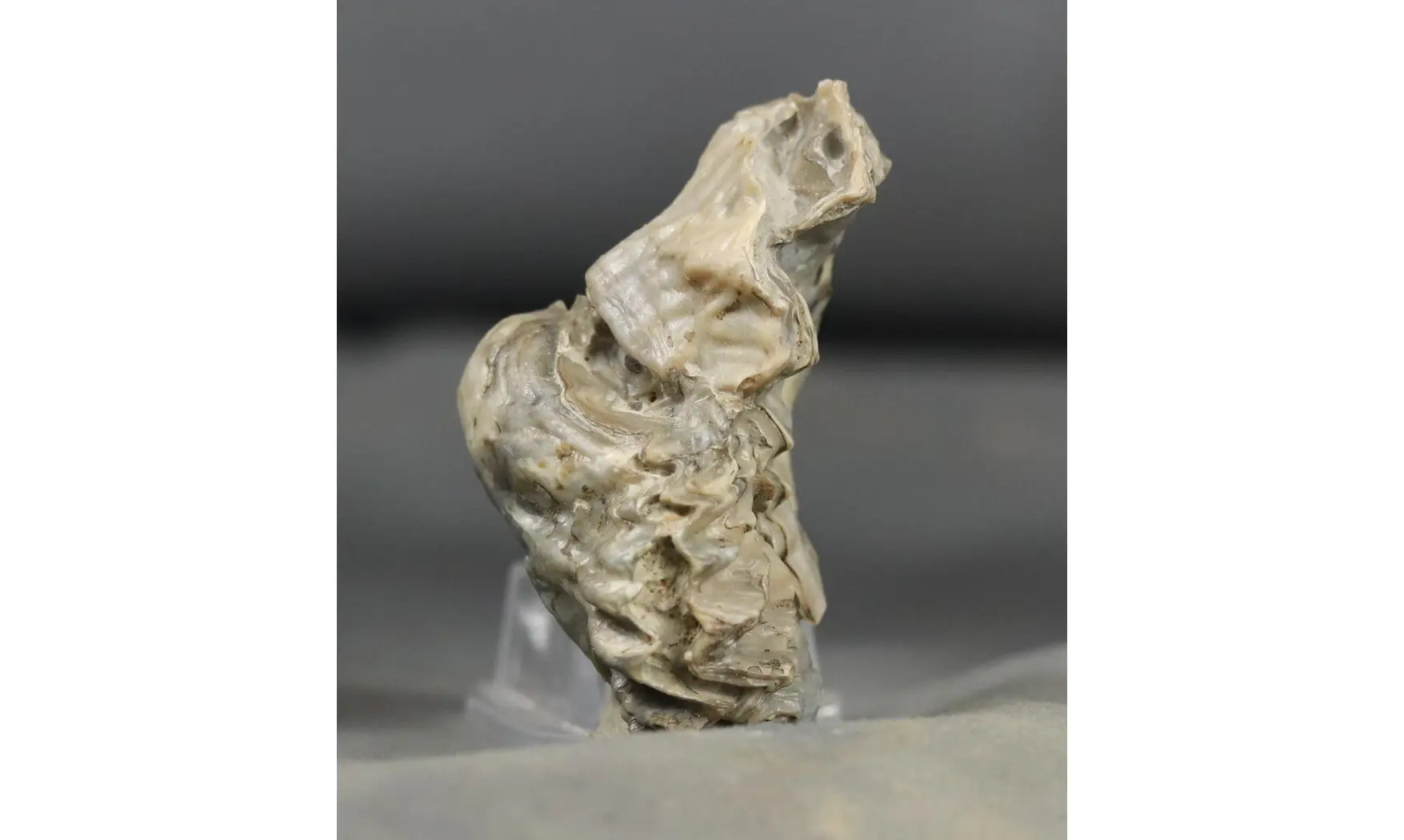 Lopha (Actinostreon) marshi