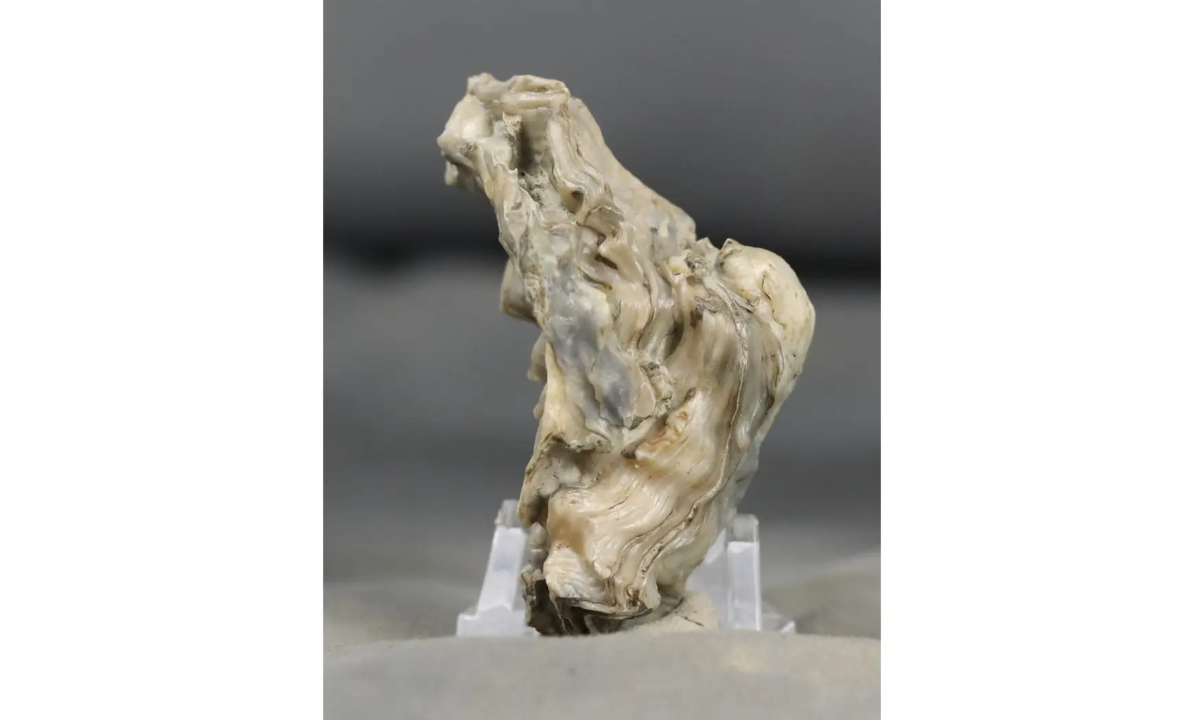 Lopha (Actinostreon) marshi