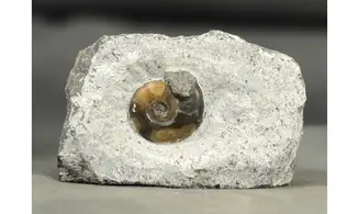 Psiloceras planorbis