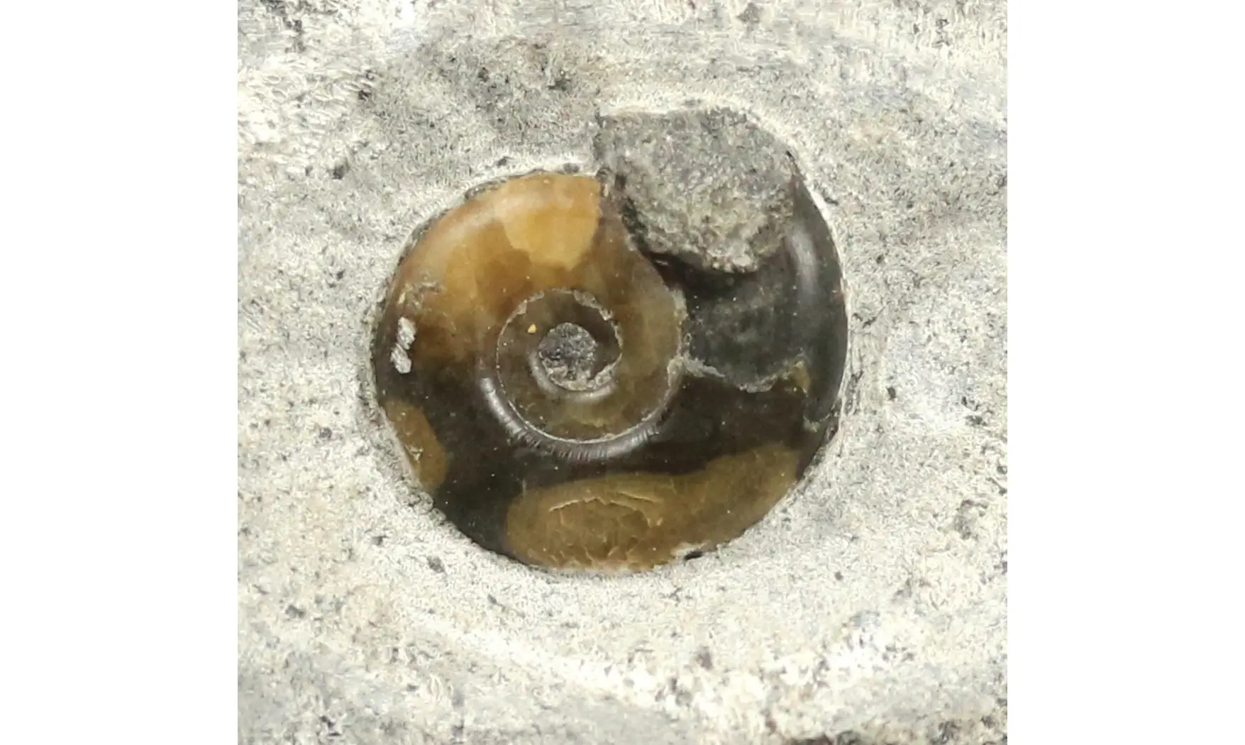 Psiloceras planorbis