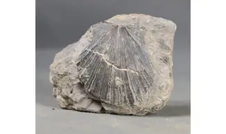 Aequipecten pollux
