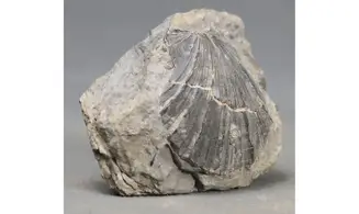 Aequipecten pollux