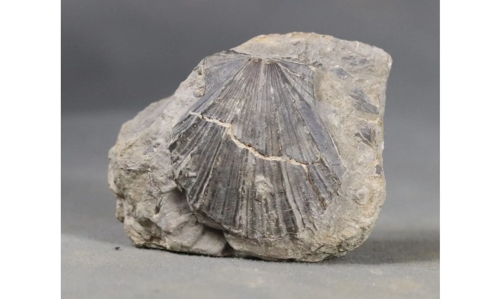 Aequipecten pollux