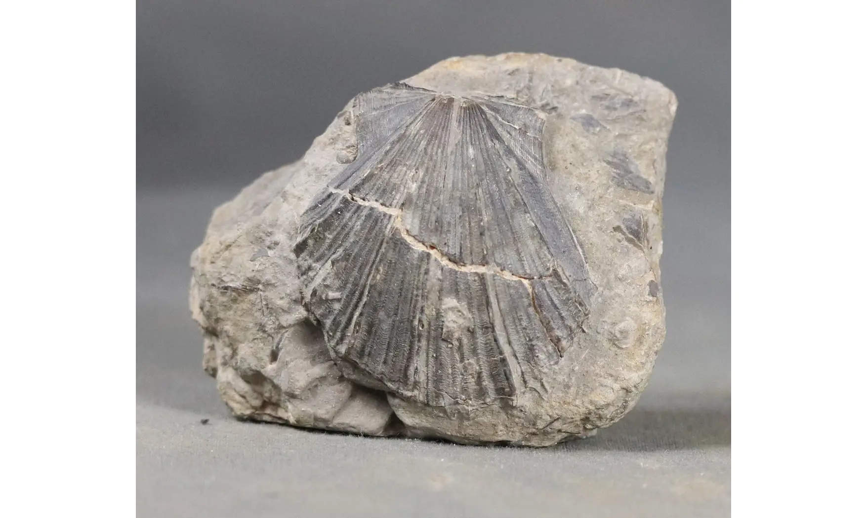 Aequipecten pollux