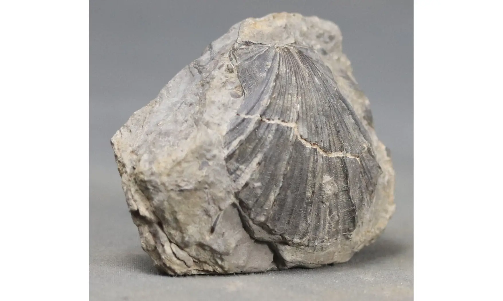 Aequipecten pollux