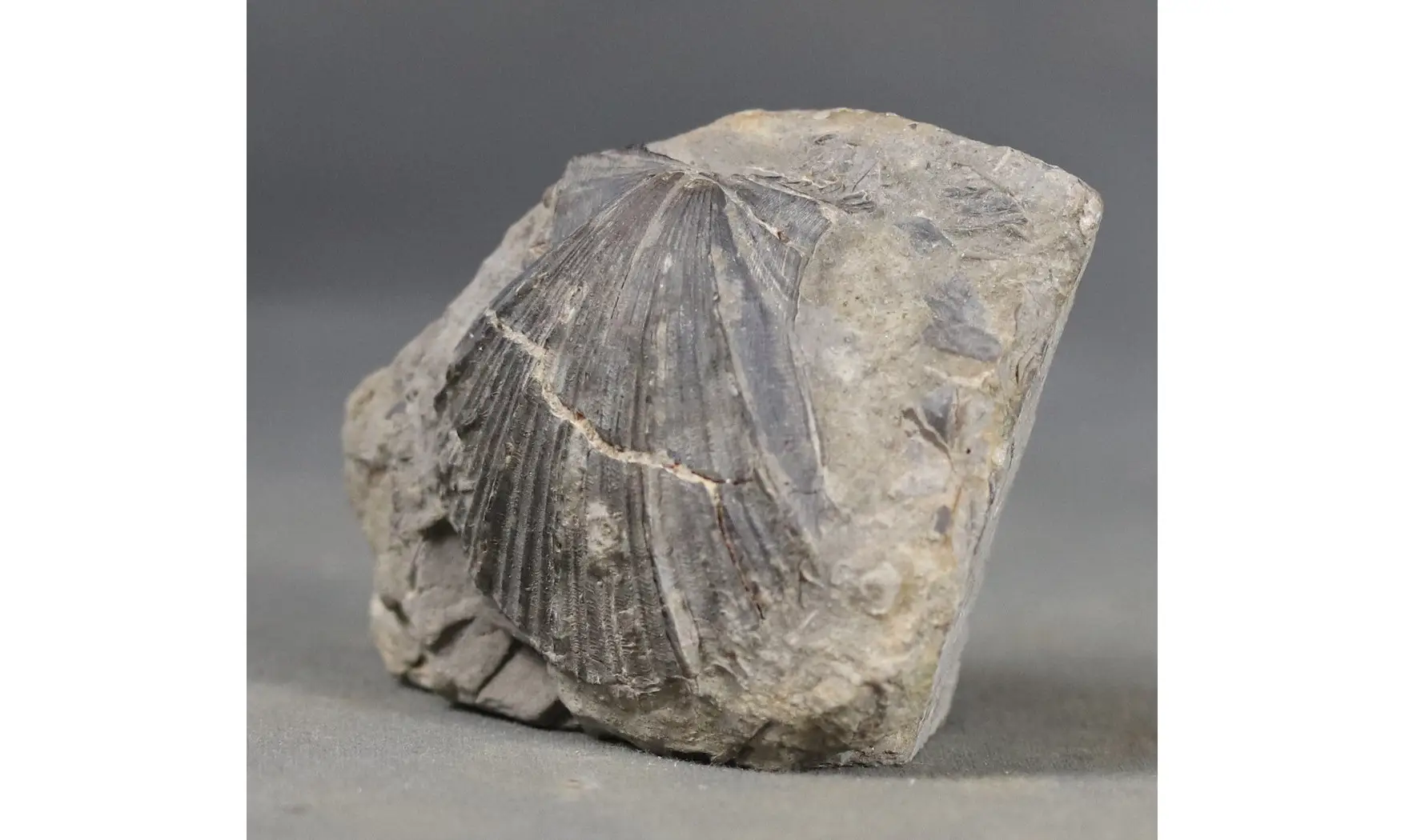 Aequipecten pollux