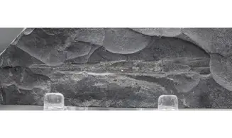 Geisonoceras tenuistriatum