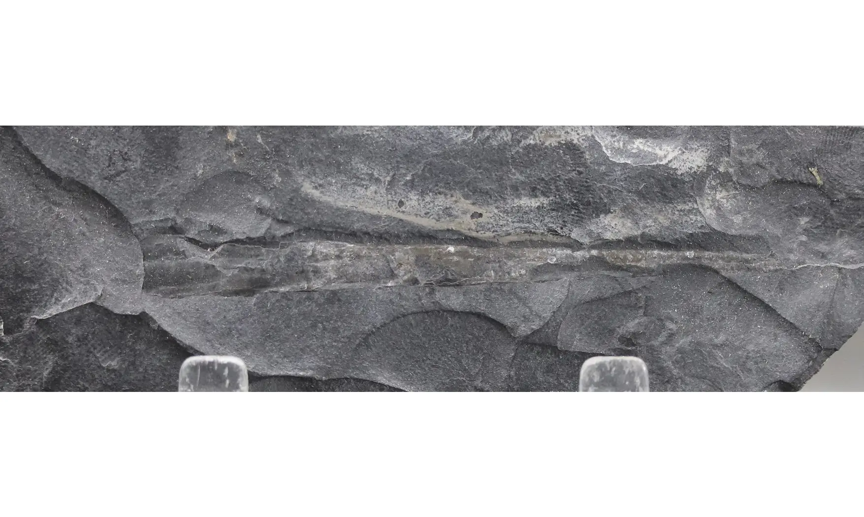 Geisonoceras tenuistriatum