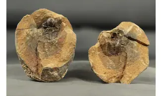 Actinopletis globosus