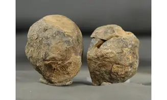 Actinopletis globosus