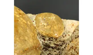 Neocrassina obliqua