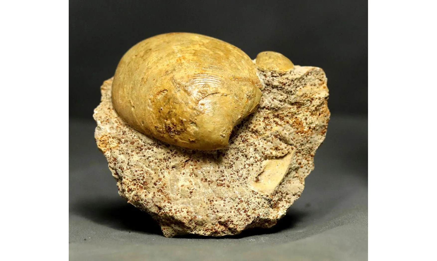 Neocrassina obliqua