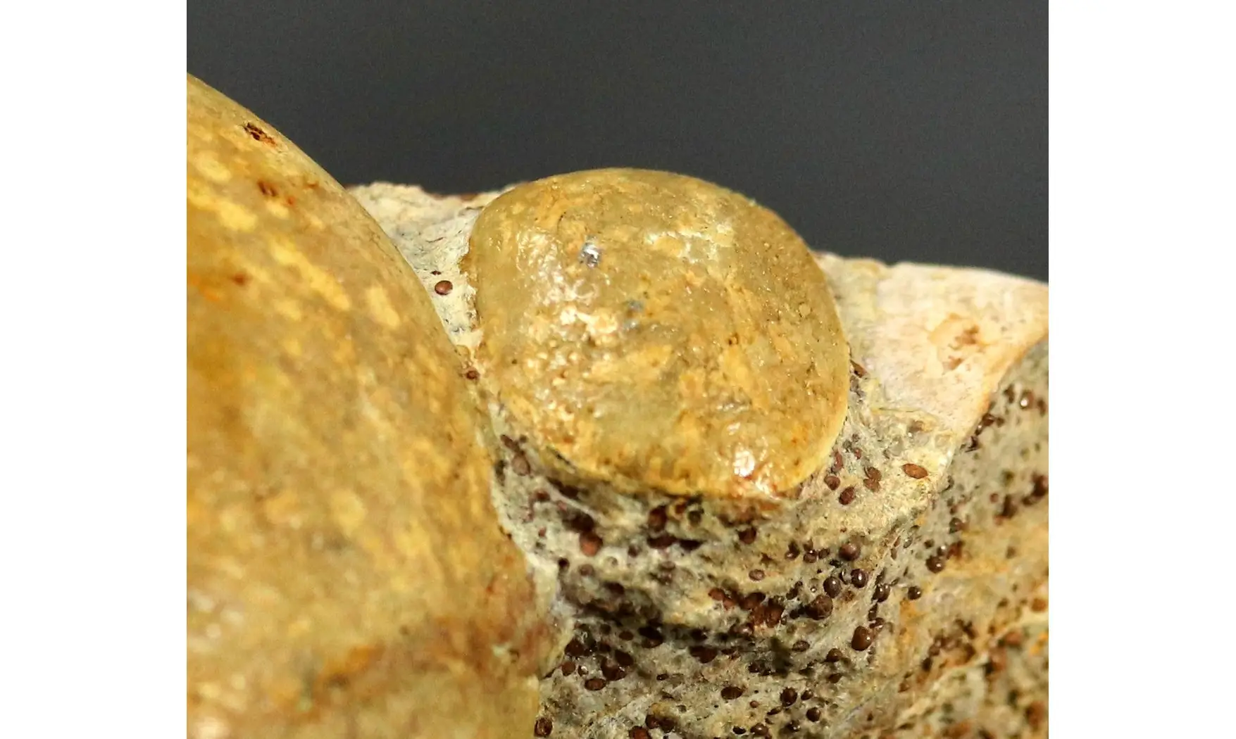 Neocrassina obliqua