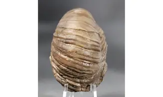 Gryphaea arcuata