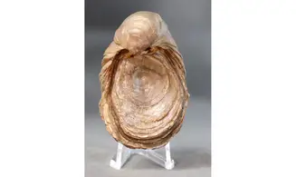 Gryphaea arcuata