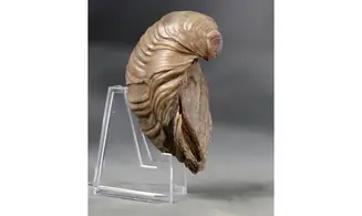 Gryphaea arcuata
