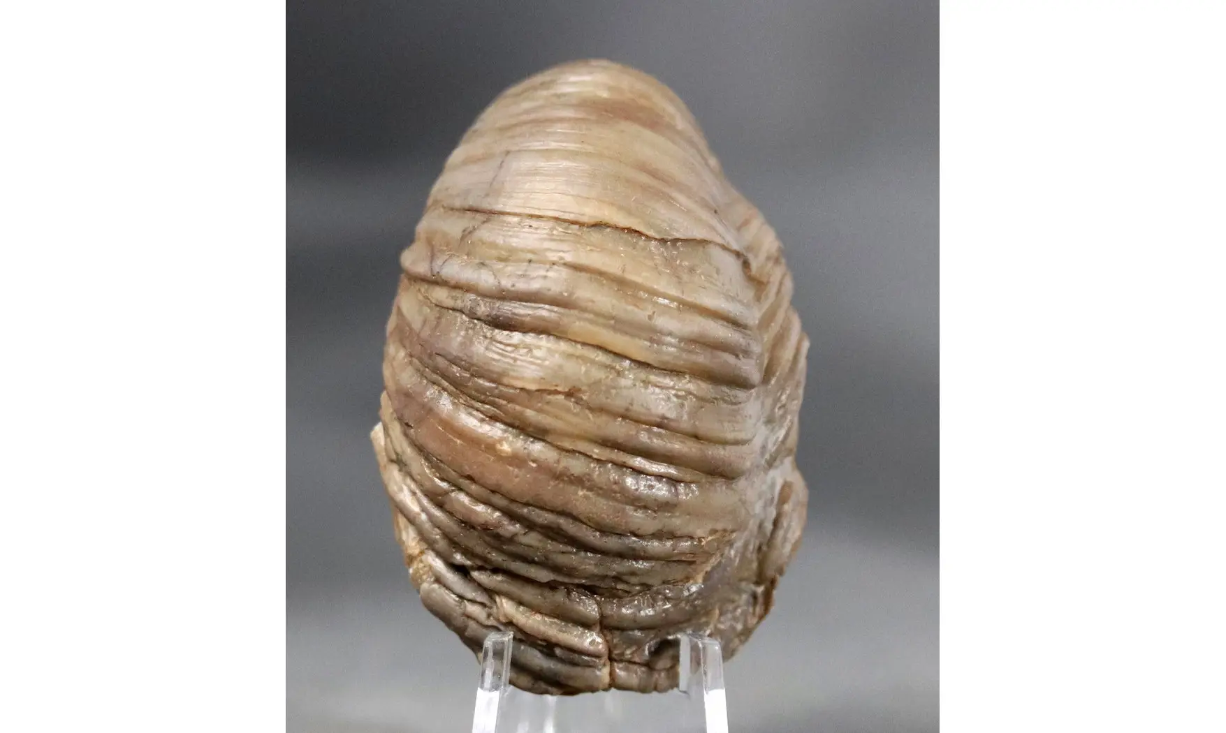 Gryphaea arcuata