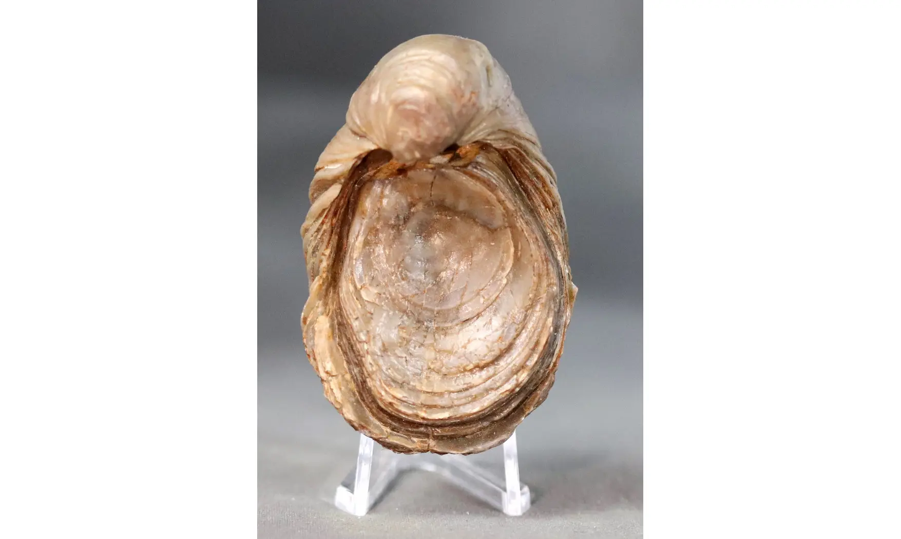 Gryphaea arcuata