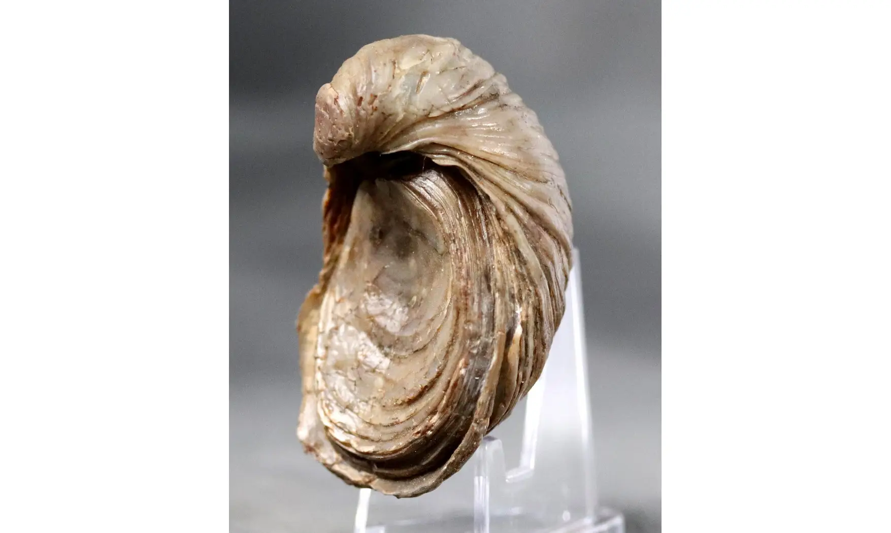 Gryphaea arcuata