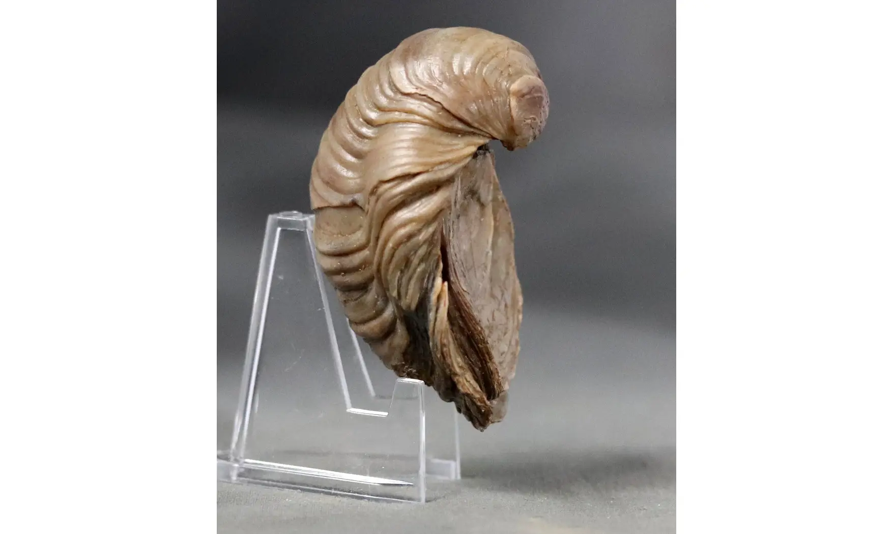 Gryphaea arcuata