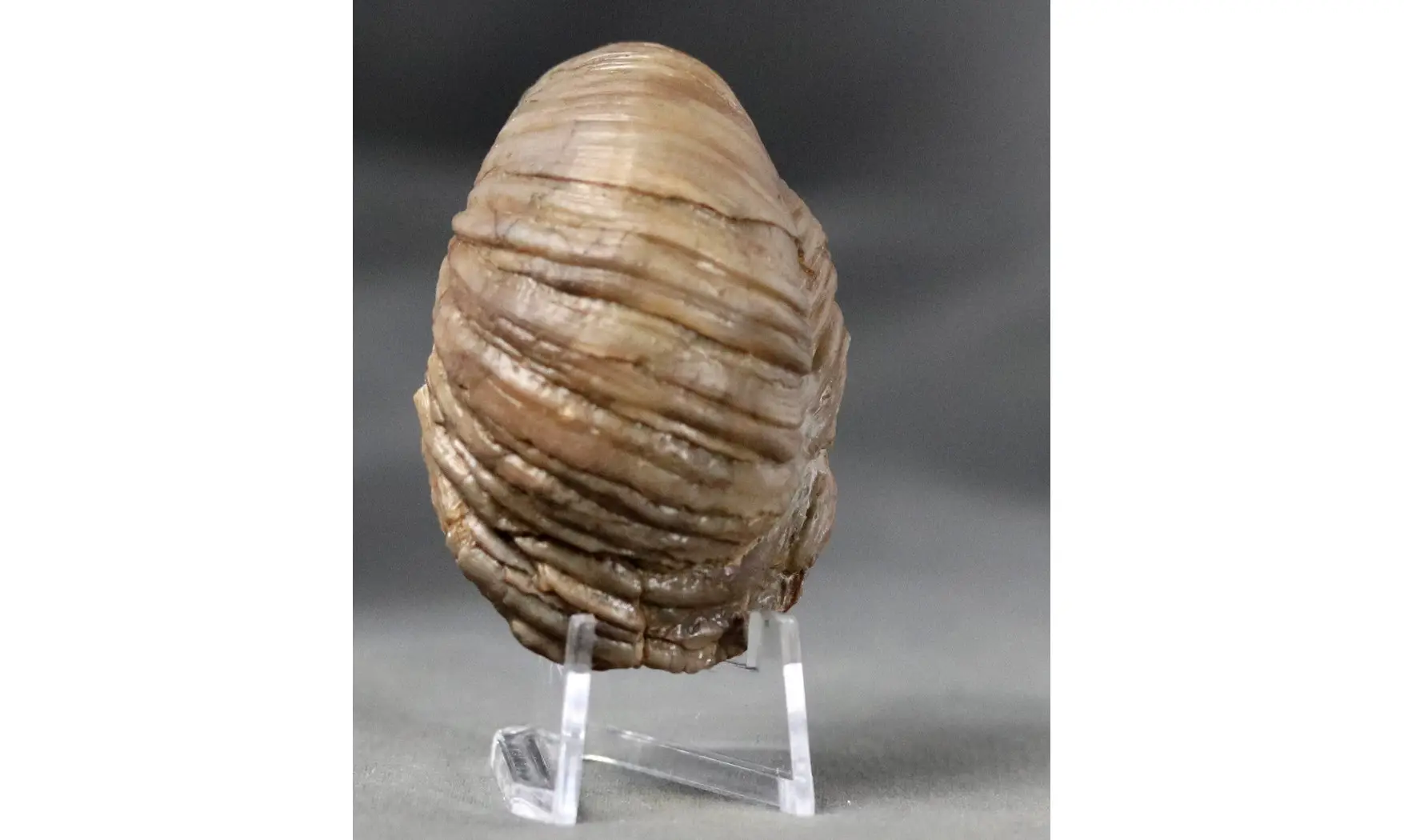 Gryphaea arcuata