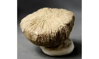 Cnemidiatrum stellatum