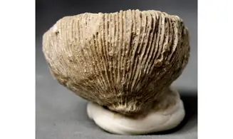 Cnemidiatrum stellatum