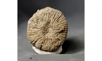 Cnemidiatrum stellatum
