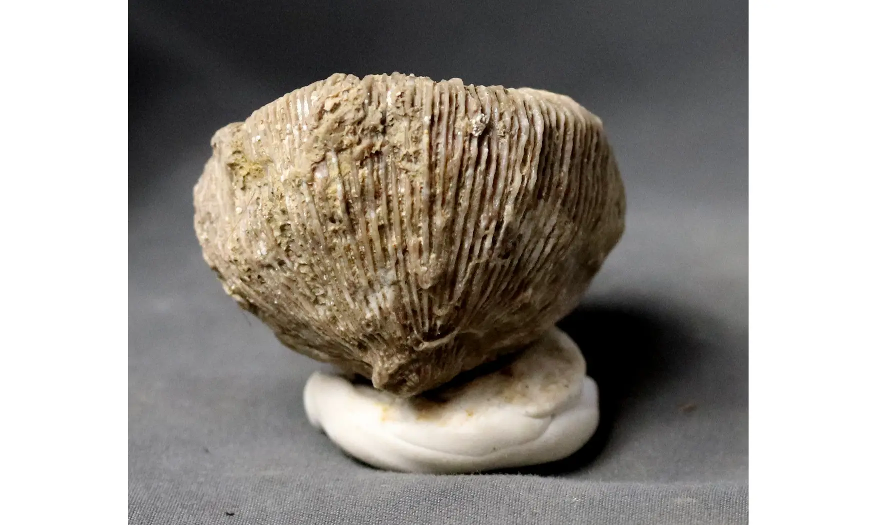 Cnemidiatrum stellatum
