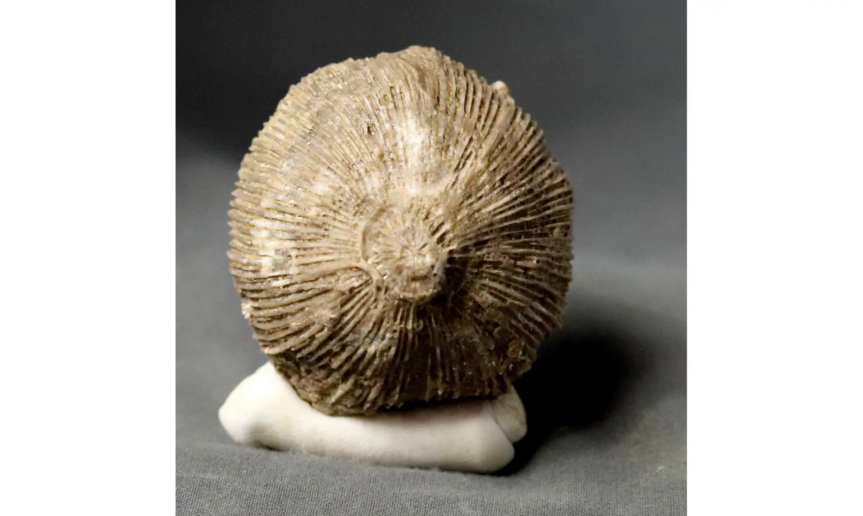 Cnemidiatrum stellatum