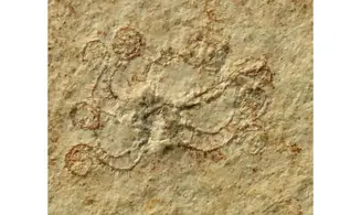 Saccocoma pectinata