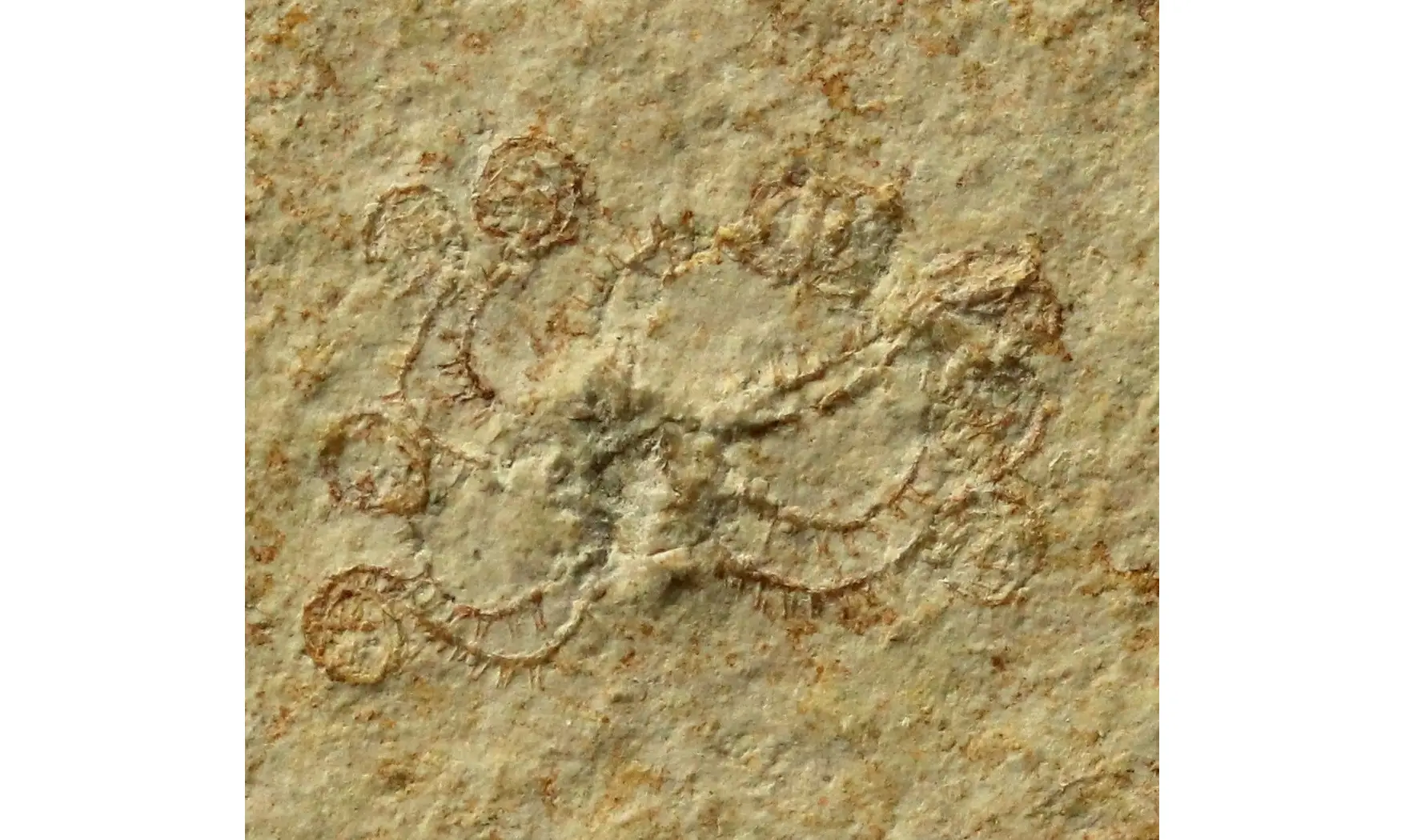 Saccocoma pectinata